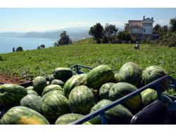 Trabzon‘da Milyonluk Villaların Yanı Başında Denize Sıfır Karpuz Tarlası
