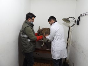 Artvin’de Bitkin Halde Bulunan Yaban Keçisi Koruma Altına Alındı