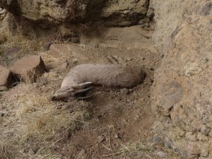Tunceli’deki Yaban Keçisi Ölümlerinin Nedeni Veba Çıktı
