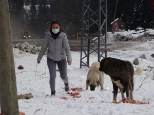 Bankadan Kredi Çekerek Sokak Hayvanlarını Besliyor