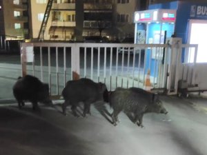 Bursa’da Aç Kalan Domuzlar Sokağa İndi