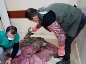 Artvin’de Ormanlık Alanda Bulunan Yaralı Karaca Tedavi Altına Alındı