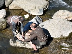 Köpeklerin Saldırısı Sonucu Dereye Düşen Karacaya Buz Gibi Sudan Çıkartarak Kalp Masajı Yaptılar
