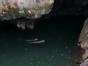 Koruma Altında Bulunan Samurların Yüzme Keyfi