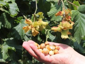 Fındıktan 1 Milyar 124 Milyon Dolar Döviz Girdisi