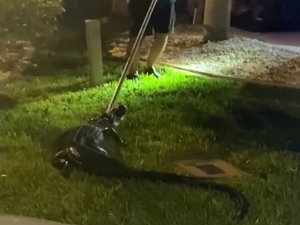 Florida’da Evin Garajında Timsah Bulundu