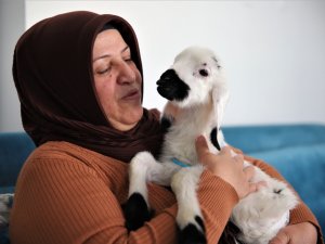 Sahiplendiği Kuzu, Hem Evinin Neşesi, Hem De Terapisi Oldu
