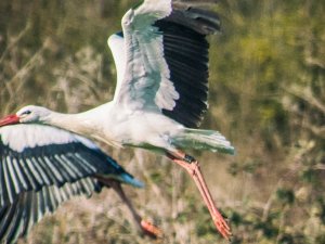 7 Bin Kilometre Uçtu, 11 Ülkeyi Geçti