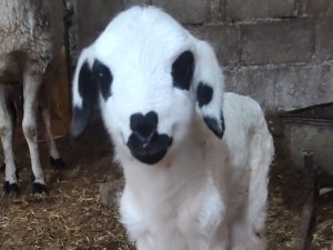 14 Şubat Sevgililer Gününde Dünyaya Gelen Kuzunun Burnundaki Kalp Simgesi, Görenleri Şaşırttı