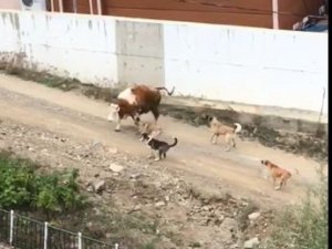 Artvin’de Başı Boş Köpeklerin Saldırdığı İneklerin Zor Anları