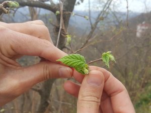 Fındık Üreticisinin Zirai Don Endişesi