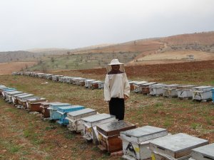 Devlet Desteği İle 40 Kovanla Başladı, Şimdi 300 Kovanı Var