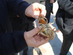 Eğirdir Gölü’nde Kaçak Avlanan 250 Kilo Kerevit Tekrar Göle Bırakıldı
