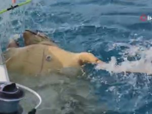 Olta Misinasına Takılan Caretta Caretta’yı Balıkçılar Kurtarıp Denize Bıraktı