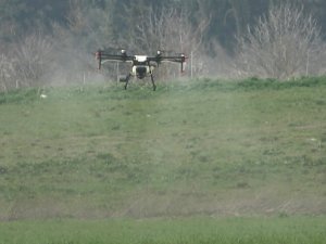 Üniversitenin Buğdayları Drone İle İlaçlandı