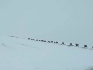 Onlarcası Bir Arada Görüntülendi, Görüntüler Hayrete Düşürdü