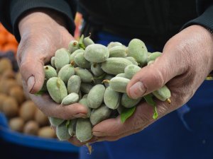 Çağla Sezonu 50 Tl’den Açtı