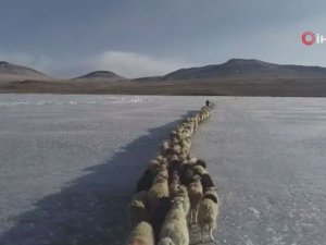 Antik Tibet Geleneği: İki Binden Fazla Koyun Kışı Geçirmek İçin Donmuş Gölü Geçti