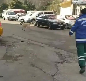 Rize’de Temizlik Görevlisi İle Süpürgesini Çalan Köpek Arasındaki Kovalamaca Cep Telefonu Kameralarına Yansıdı