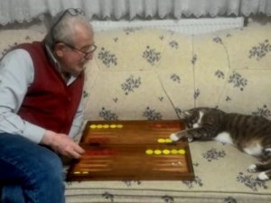 Kedinin Tavla Merakı
