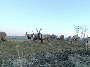 Popülasyonu Artan Dağ Keçileri Foto Kapanla Görüntülendi