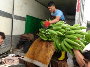 Antalya’da Yılın İlk Muz Hasadı