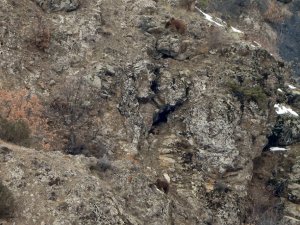 Gümüşhane’de Kış Uykusundan Uyanan Ayılar Kameralara Takıldı