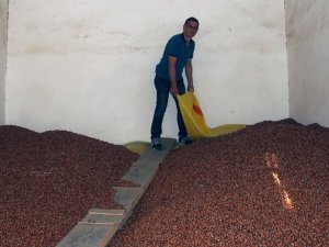 Fındık Fiyatı Haftayı Düşüşle Kapattı
