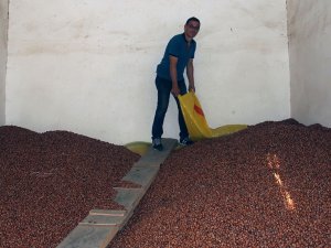 Fındık Fiyatı Haftayı Düşüşle Kapattı