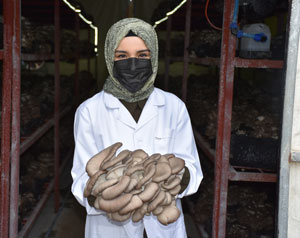 Yıllık 30 ton istiridye mantarı üreten harita mühendisi genç kadın, mesleğini bırakıp üretici oldu