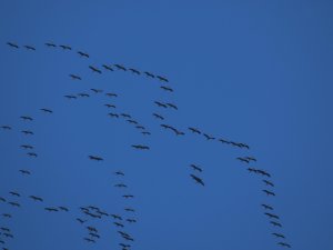 Hatay’da Göç Eden Turnaların Muhteşem Görüntüsü
