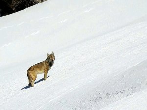 Karlı Arazide Kurda Kaval Dinletisi