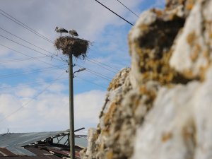 Köyün 100 Yıllık Misafirleri, Yuvalarına Yerleşti