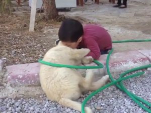 Köpeği Isıran Çocuk Görenleri Gülme Krizine Soktu