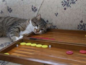 Tavlacı Kedi Sosyal Medya Fenomeni Oldu