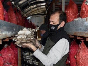 İstiridye Mantarı Orman Köylüsünün Gelir Kapısı Oldu