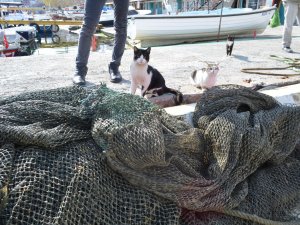 Marmara Büyük Baskı Altında: Salya Tehlikesi 2 Aydır Geçit Vermiyor