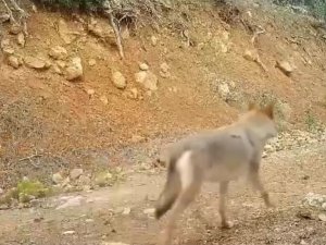 Burdur’da Doğal Yaşam Fotokapan İle Görüntülendi