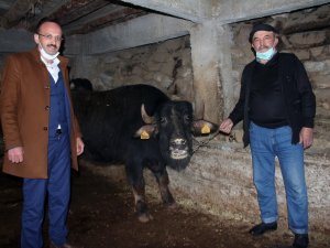 Giresun’da Manda Yetiştiriciliği Yüz Güldürüyor