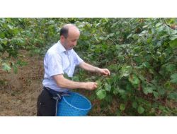 Cumhurbaşkanı Adaylarına Fındık Yolladı