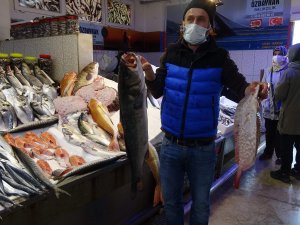 Karadeniz’de Kırlangıç Ve Kalkan Balığı Bereketi