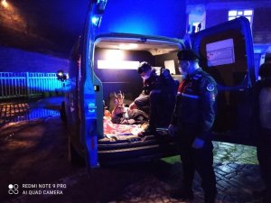 Yaralı Karacayı Jandarma Devriyesi Buldu