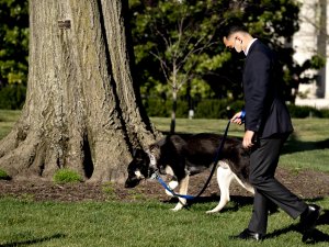 Biden’ın Köpeği Bir Çalışanı Isırdı