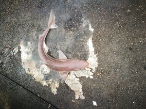 İzmit Körfezi’nde Balıkçı Oltasına Camgöz Köpekbalığı Takıldı