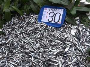 Hamsinin Tezgahlarda Son Demleri: Kilosu 30 Tl