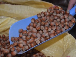 Fındıkta 30 Lira Beklentisi