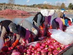 Gizemli Hayırsever Poşetle Getirdiği Parayı Turp İşçilerine Dağıttı