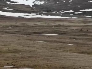 Ardahan’da Kara Akbabalar Görüntülendi
