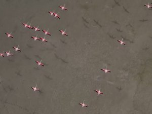 Yarışlı Gölü’nde Flamingolar Drone İle Görüntülendi