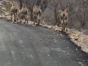 Aç Kalan Yaban Keçileri Köye İndi